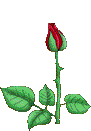 rose1__bloomingA.gif